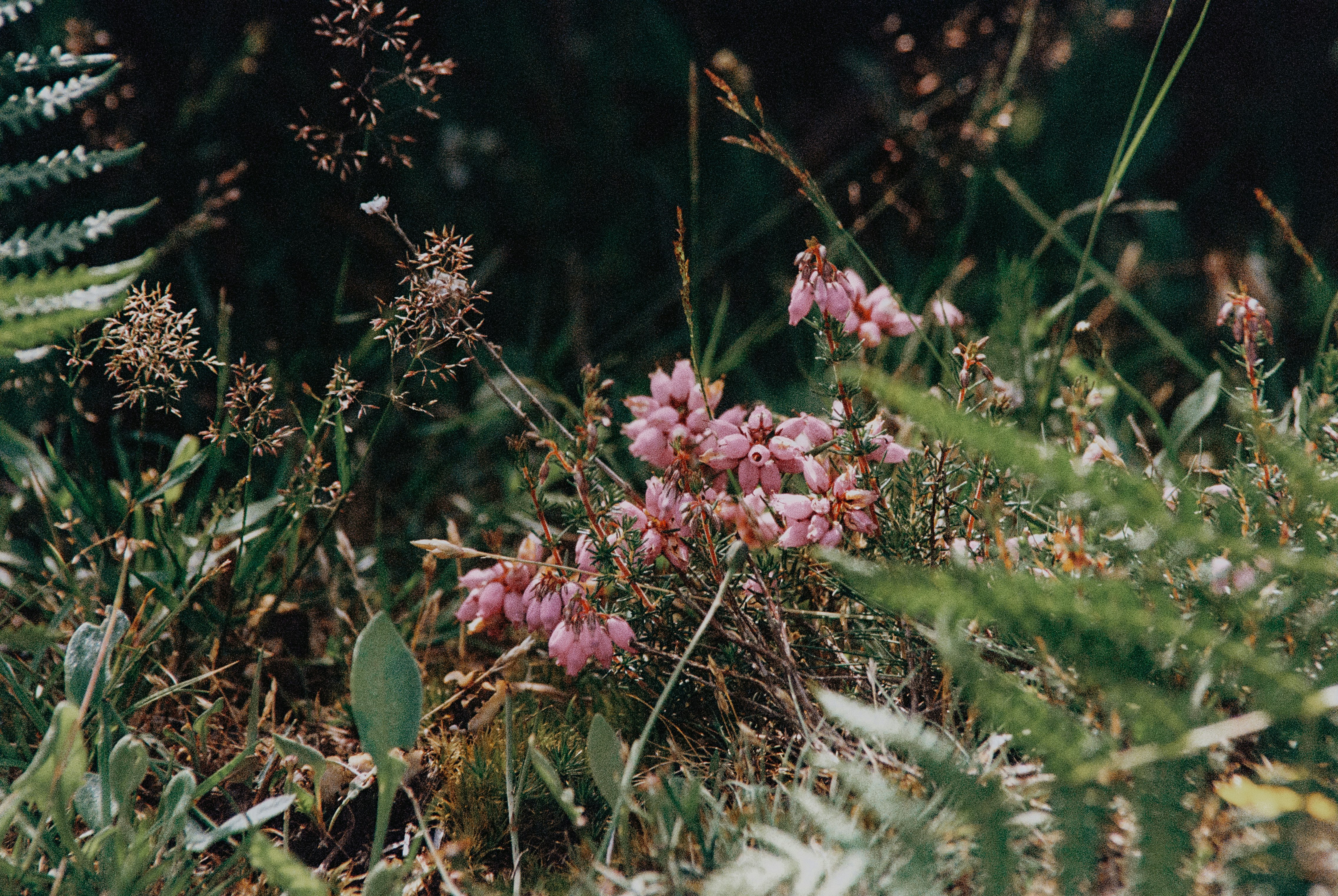 pink flowers in tilt shift lens